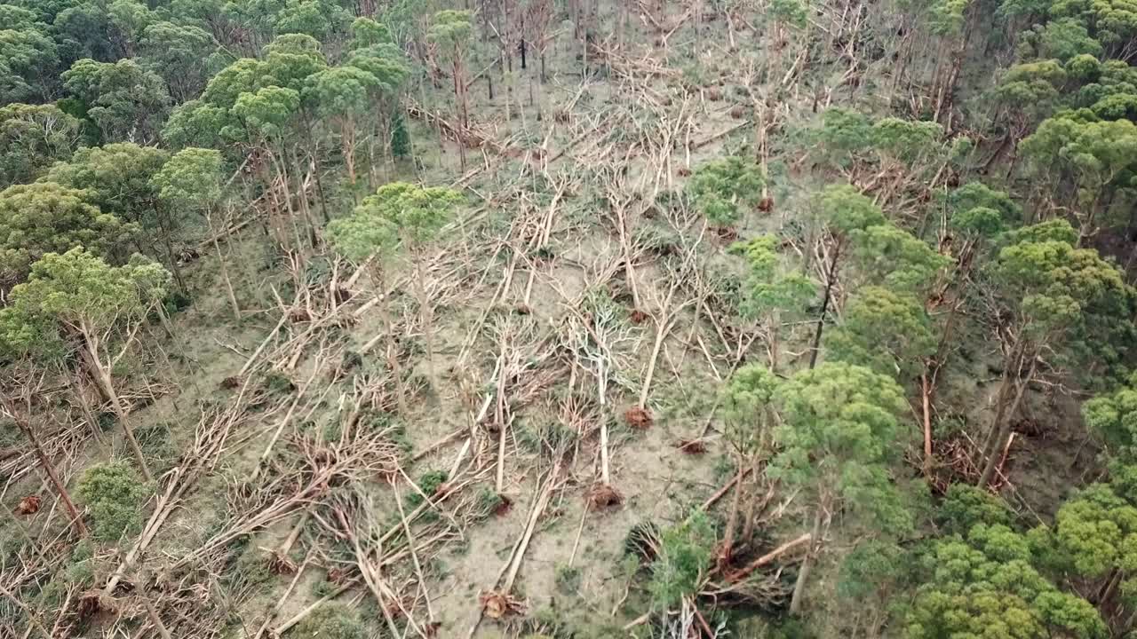 2021년 6월 10일 호주 빅토리아, 폭풍 후 불라르토 근처에 쓰러진 나무가 있는 숲 지역의 느리게 움직이는 공중 영상