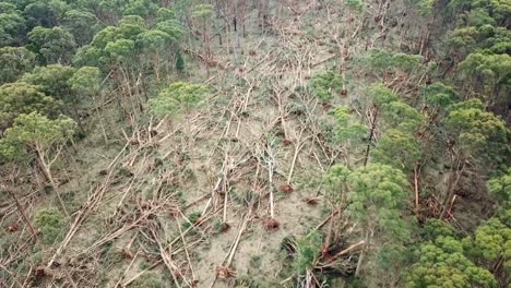 slow moving aerial footage ofan area of forest with fallen trees near bullarto after a storm on 10 june, 2021, victoria, australia