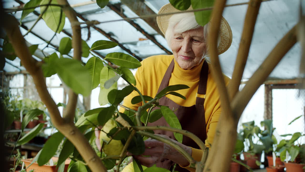 Senior woman gardening in greenhouse