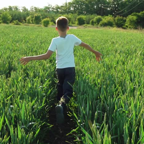 boy with his back running across the field and touching the wheat in the summer. slow motion