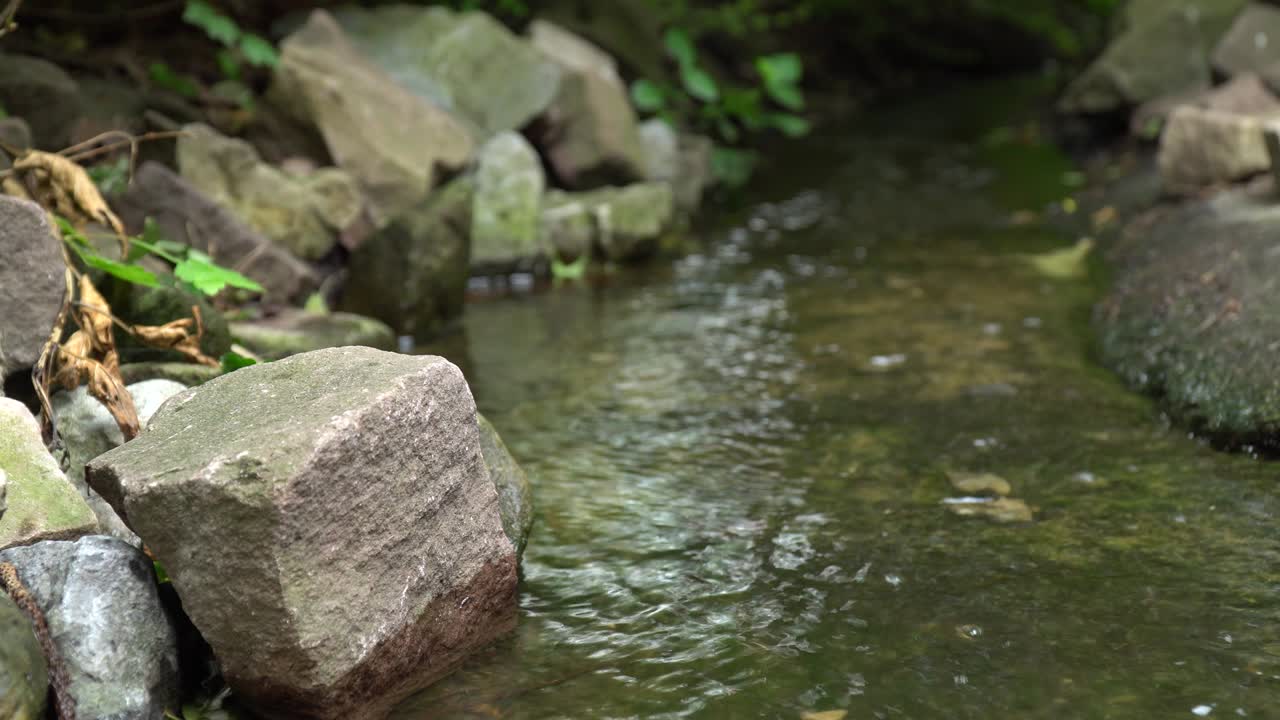 녹색 자연 식물 나무 바위와 물고기와 함께 강 공원에서 작은 하천 하천의 근접 배경