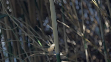 close up bamboo stem tilt up shot