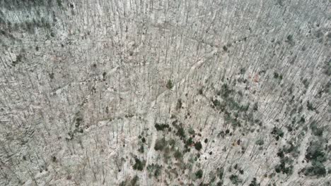 A-drone-shot-of-the-empty-woods-right-after-snowing-in-Vermont