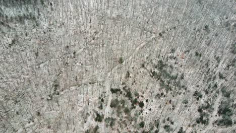 a drone shot of the empty woods right after snowing in vermont