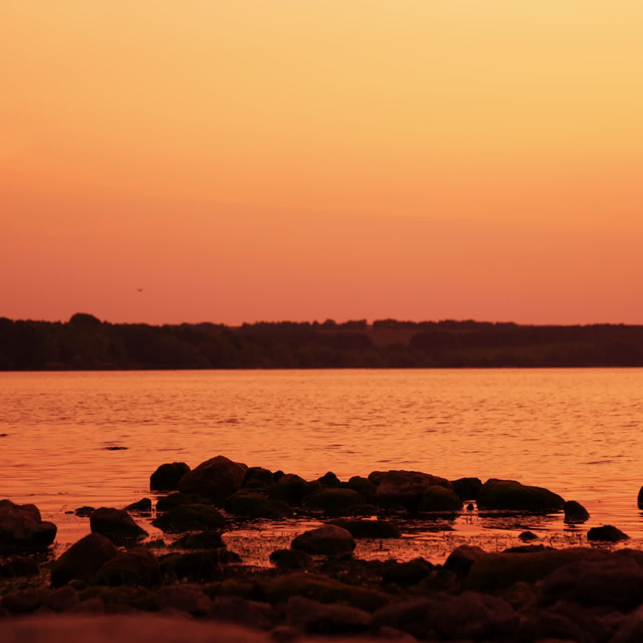 Amazing pink sunset near the river waterfront. Rocks dark silhouettes near the shore. Green bank at the other side of the river