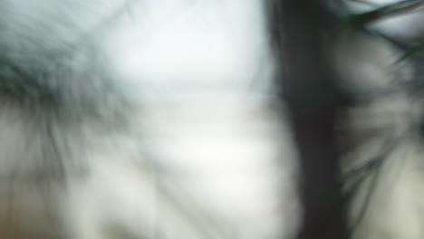 Close-up-of-pine-needles-with-soft-focus-background