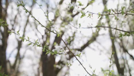 medium trucking shot of a young cherry tree branches with white blossom, swaying in the wind