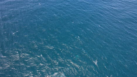 Paisaje-Marino-Escénico-Con-Ballenas-Jorobadas-Nadando-En-El-Agua-En-Nueva-Gales-Del-Sur,-Australia---Toma-Aérea