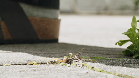 anciano con sandalias agarrando una planta de plagas de su piso marcado