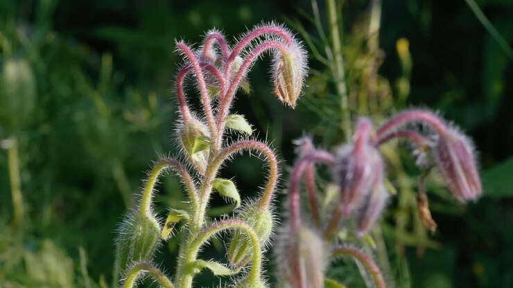 Klaser af hårede hjulkroneknopper hænger fra grønne stængler, før de blomstrer. De fine hår på planten glimter i naturligt lys mod en sløret grøn baggrund. Statisk optagelse af flora.