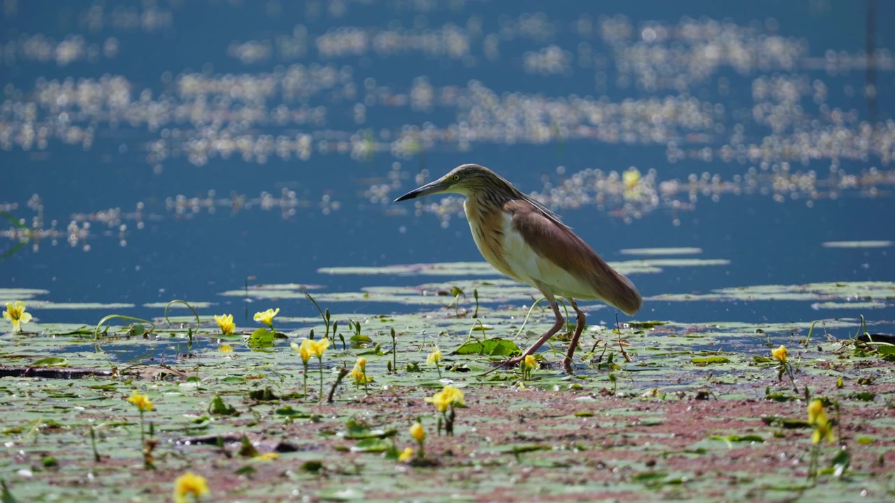 Un airone trampoliere si muove con cautela tra ninfee e fiori gialli sulla superficie calma di una palude nel Parco Nazionale del Lago Kerkini in Grecia.