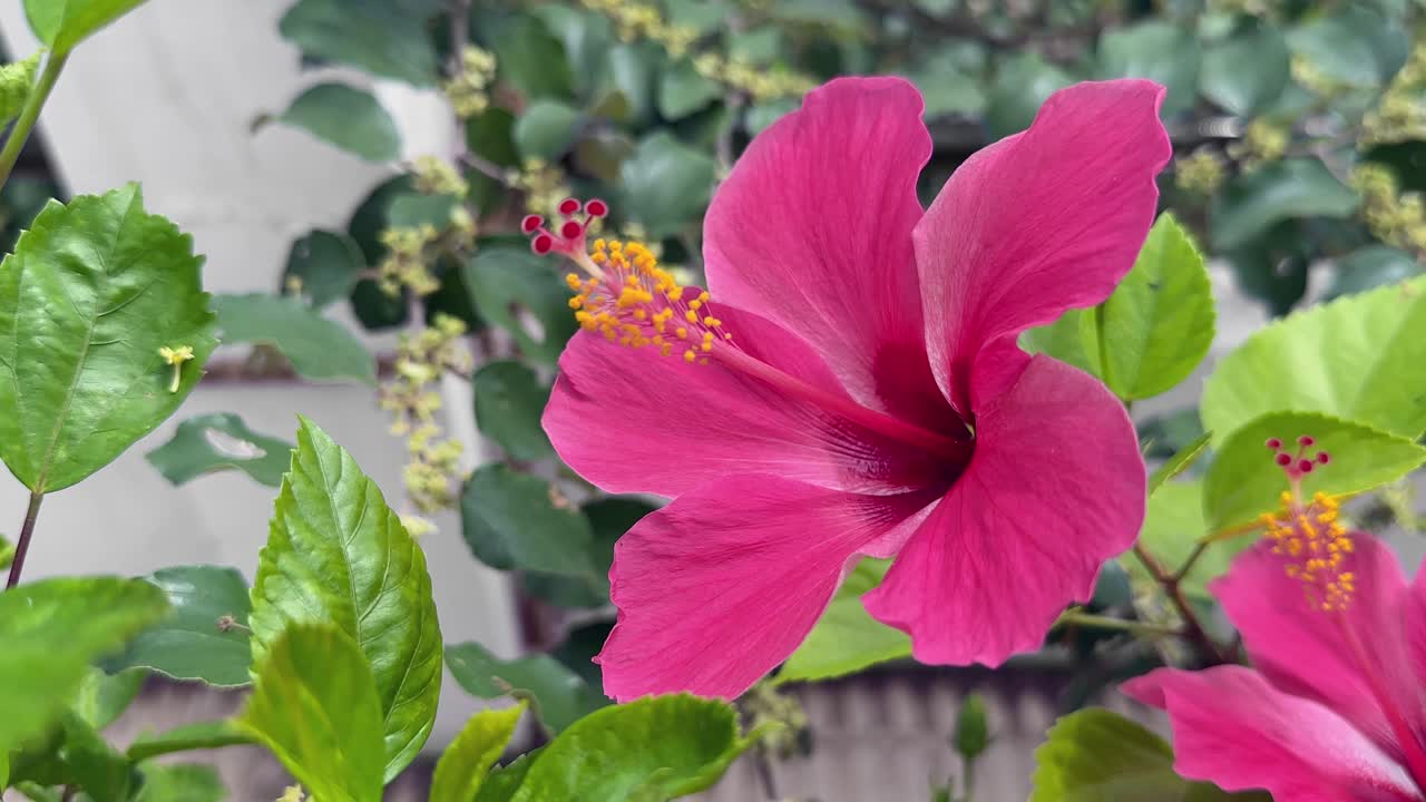 closeup of a Pink hibiscus flower swaying gently