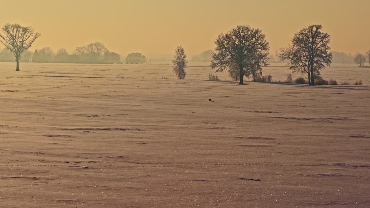 Bare Trees In A Winter Field Covered In Snow At Sunset - Drone Shot