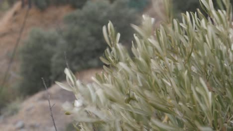 Dragonfly-sitting-on-a-branch-flies-away