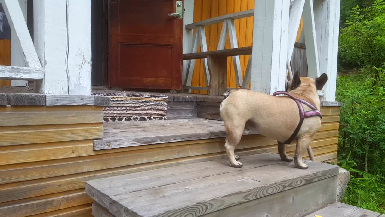 자신의 집을 지키는 작은 개