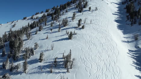 aerial view of snowboarding tracks and pine trees on slope of mountain in sunny winter day