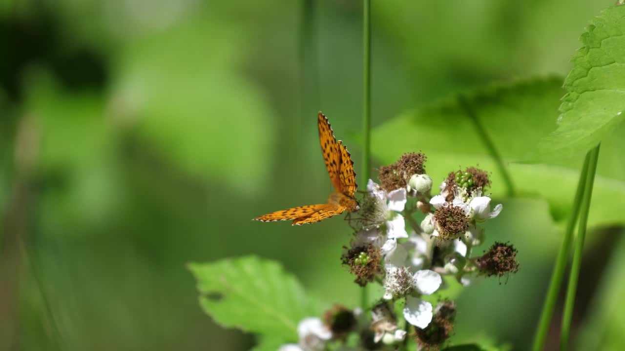 la mariposa argynnis en las flores en el bosque de verdun. lorraine, francia.