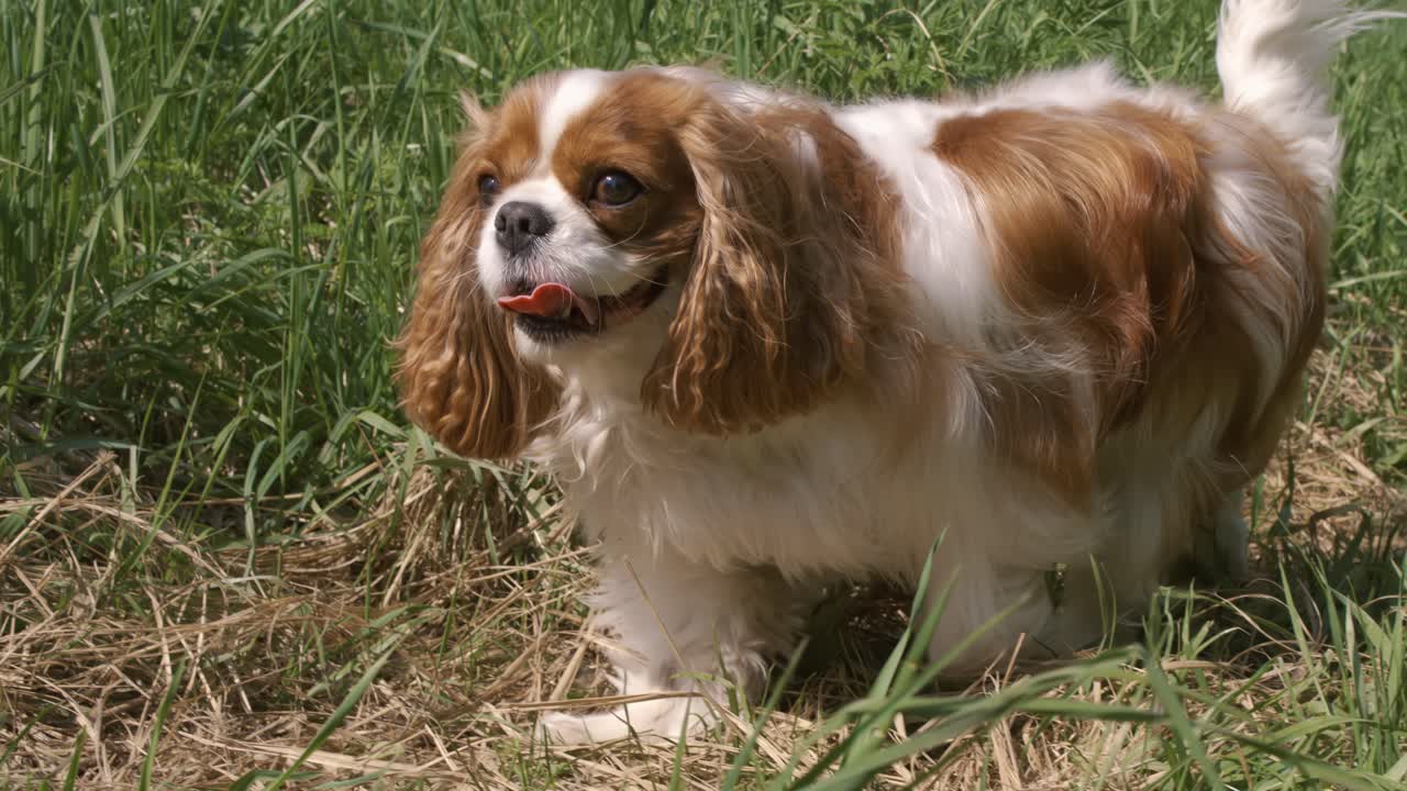 Cavalier King Charles Spaniel. Shot on super slow motion camera 1000 fps