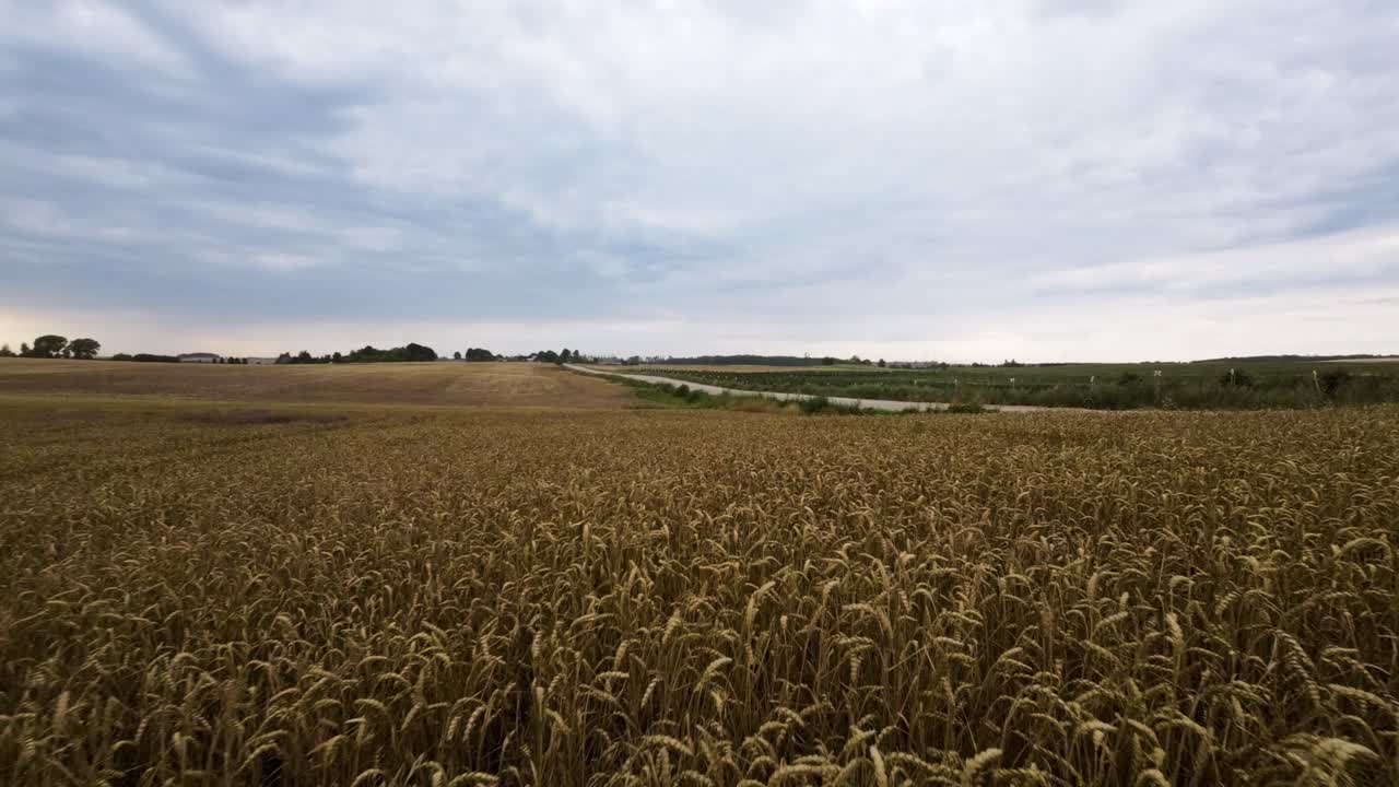 fotografía de un dron fpv, volando bajo sobre los cultivos de trigo en grandes campos agrícolas