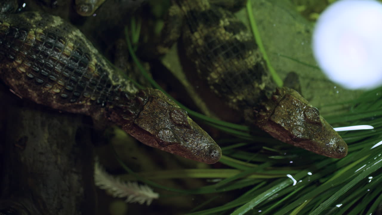 Two young Caiman crocodiles in shallow water at night under moonlight