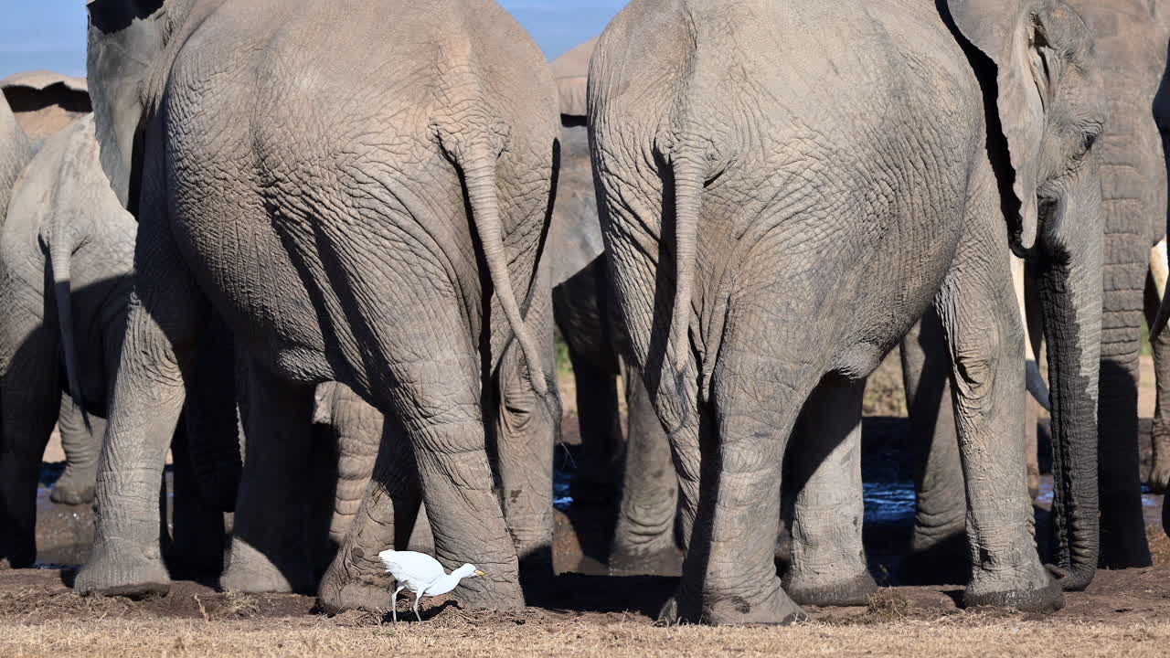 소 들 이 진 ⁇  이 있는 수영장 에서 물 을 마시고 있다