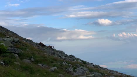 chamois flock down rocky mountain cliff on bright cloudy day, high tatras