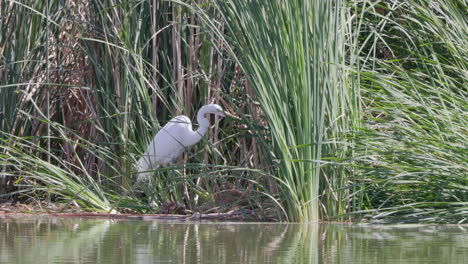 Ein-Silberreiher,-Der-An-Einem-Windigen-Tag-Entlang-Der-Sumpfigen-Ufer-Eines-Flusses-Oder-Sees-Fischt-Und-Beute-Jagt