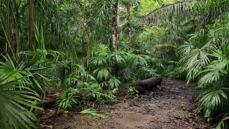 pov slow dolly view of untouched tropical forest plants and vegetation through dry river bed