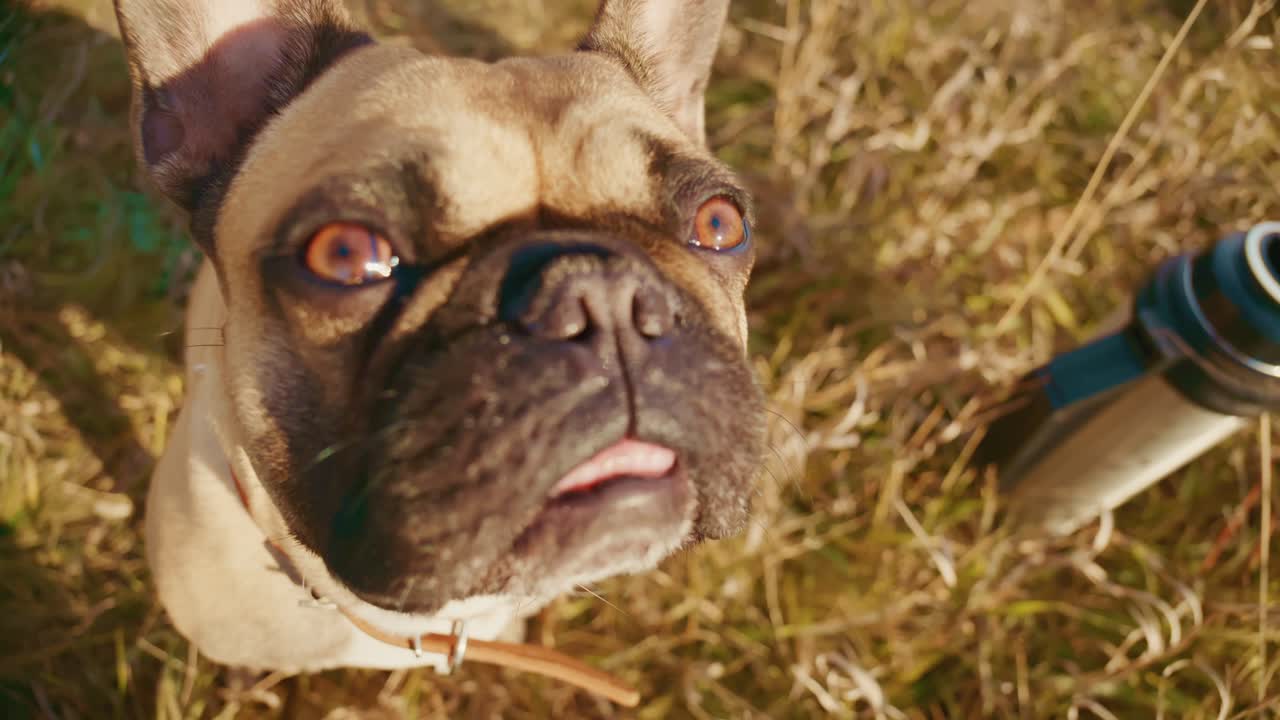 A cheerful French Bulldog enjoying a sunny day in a grassy field, showcasing its playful demeanor and captivating expression while surrounded by nature's beauty and vibrant colors