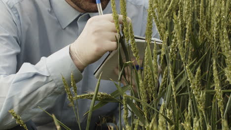 scientist controlling quality of cornfield and making notes into notepad, extreme closeup