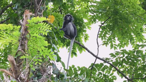 Spectacled-Leaf-Monkey,-Trachypithecus-obscurus,-4K-Footage