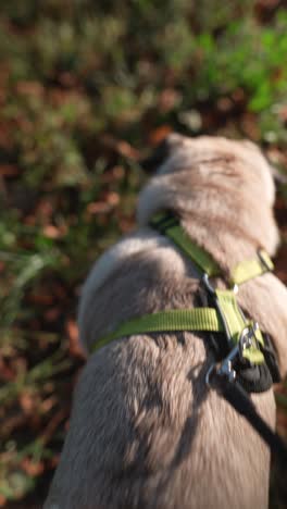 pug walking in fall park