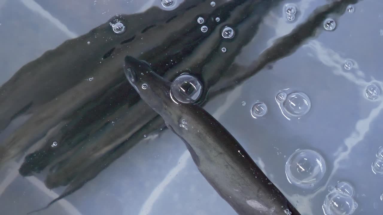 peces bebés vivos en un tanque de agua clara para la venta en el mercado de peces de asia y tailandia