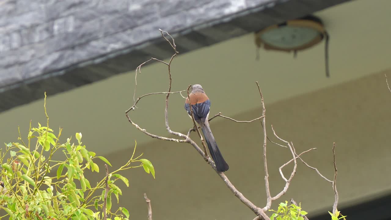 A wild Grey treepie (Dendrocitta formosae) with striking appearance, perch on the branch in housing area, bill wiping against the branch, wondering around the surroundings, close up shot.