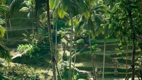 Terraced-Rice-Fields-And-Palm-Trees-With-Ornate-Sculptures-At-Alas-Harum-Bali-In-Tegallalang,-Indonesia