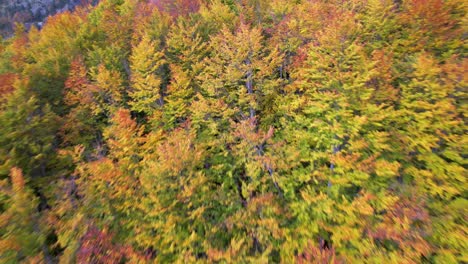 Colorful-foliage-of-trees-leaves-in-Autumn,-beautiful-texture-in-green-yellow,-and-red