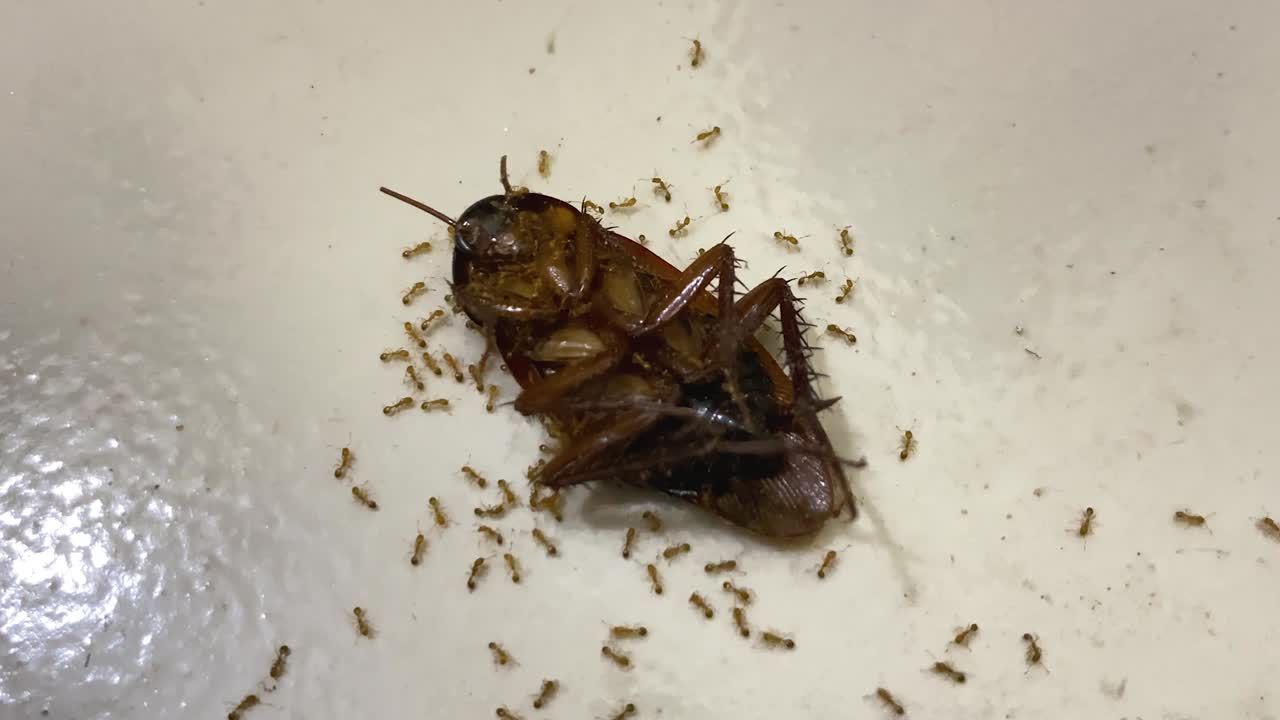 Cockroach surrounded by ants showing nature's cycle and behavior
