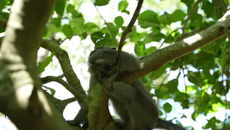 adult macaque monkey sitting in the tree scratching its head and eating flees it catches with its hands in broad daylight in rainforest on bali indonesia