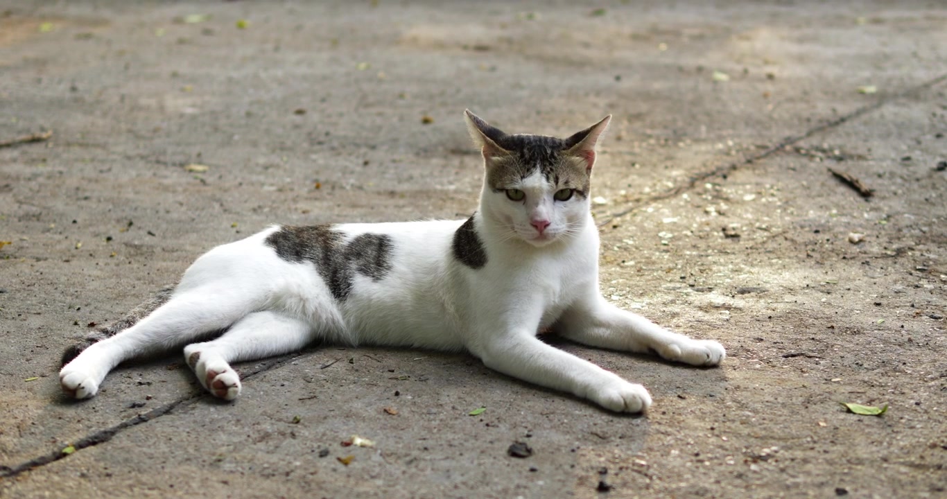 Un gatto sereno si rilassa comodamente all'aperto, mostrando la sua natura pacifica da diverse angolazioni.