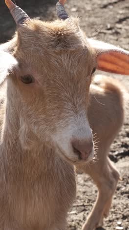 charming baby goat playfully posing on a sunny farm