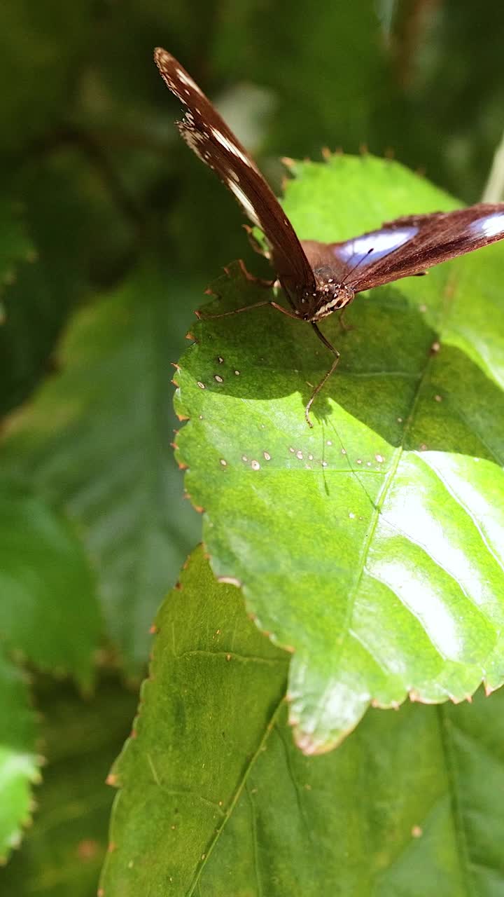 활기찬 초록색 잎에 은 나비