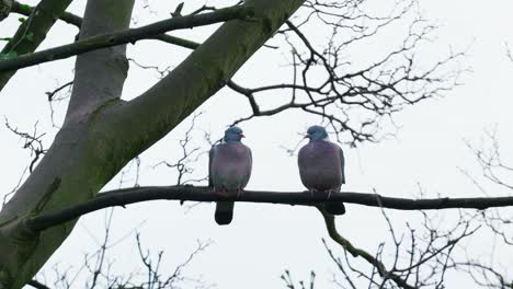 two wild english wood-pigeon sitting in a tree on a winters day in december