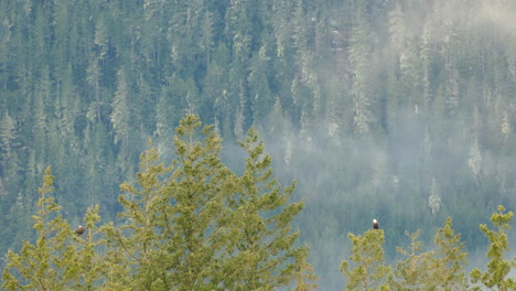 two bald eagles resting on distant tree branches, in a foggy and moody forest