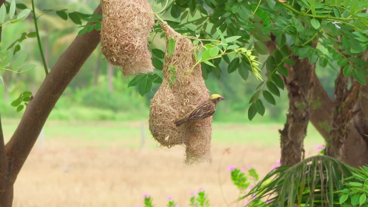 In rural Uthai Thani, a weaver bird perches on its meticulously woven nest. Amidst a vivid landscape of dry grass, lush trees, and pink flowers, this tranquil scene captures nature's artistry