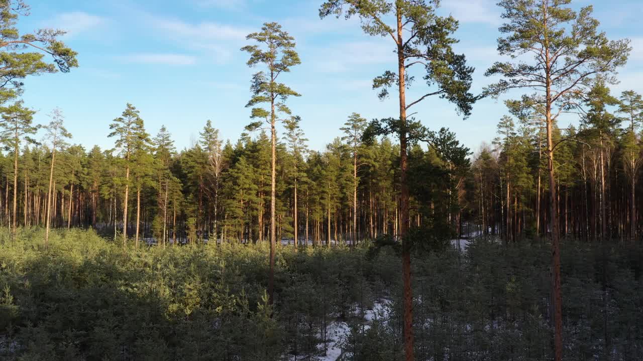 스웨덴 소나무의 어린 성장, 조림의 공중 전망
