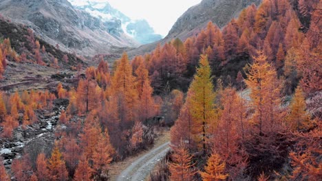 Aerial-over-trees-in-orange-fall-colors-in-mountains,-Aosta-valley,-Italy