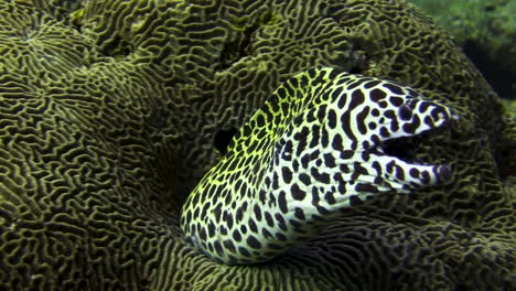 black-spotted moray eel looking out of the center of a hard coral and being cleaned by a bluestreak cleaner wrasse