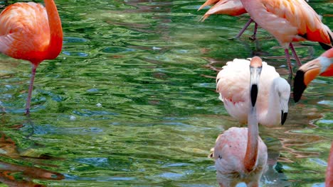 Nahaufnahme-Von-Flamingos,-Die-Im-Wasser-Waten-Und-Ihr-Rosafarbenes-Gefieder-Zeigen