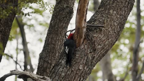 pájaro carpintero magellánico picoteando el tronco de un árbol en el bosque - de cerca