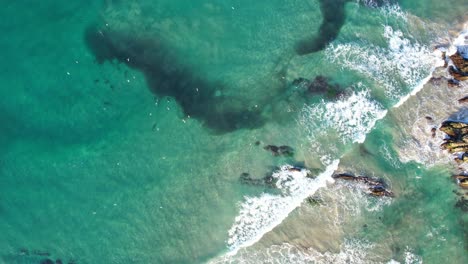 bottlenose dolphins hunting fish at broken head nsw - byron region - australia